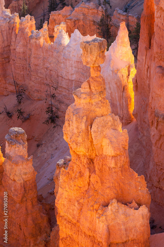 Glowing Hoodoos in Bryce Canyon