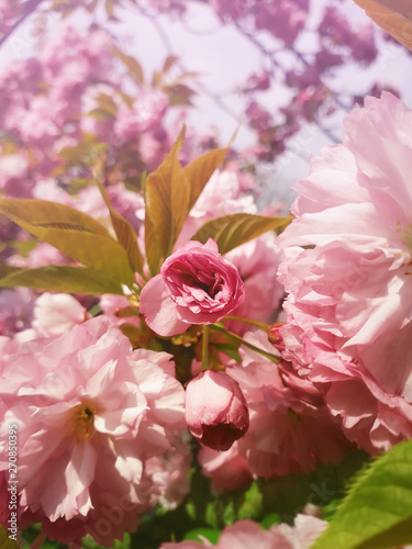 Close up full bloom of sakura Japanese cherry blossom. Wild pink flowering tree buds blooming and green leaves growing. Floral pattern  spring clusters on the branches
