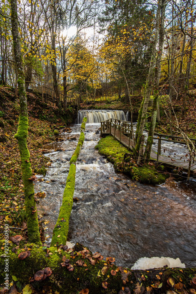 calm forest river hiding behind tree branches calm forest river hiding behind tree branches