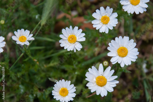 Set of white daisies with raindrops