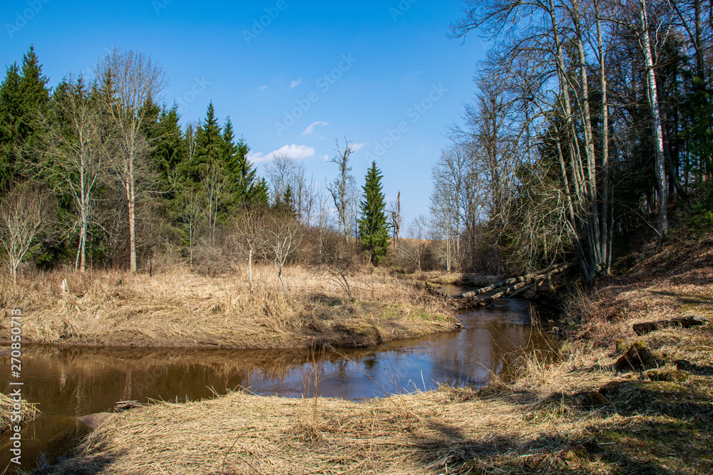 calm forest river hiding behind tree branches