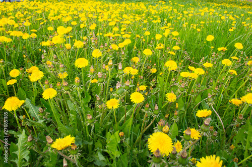 Yellow dandelions in the spring in the city Park.