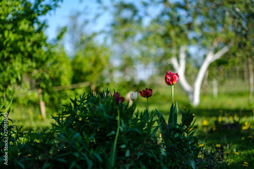 red tulip flower in green summer garden