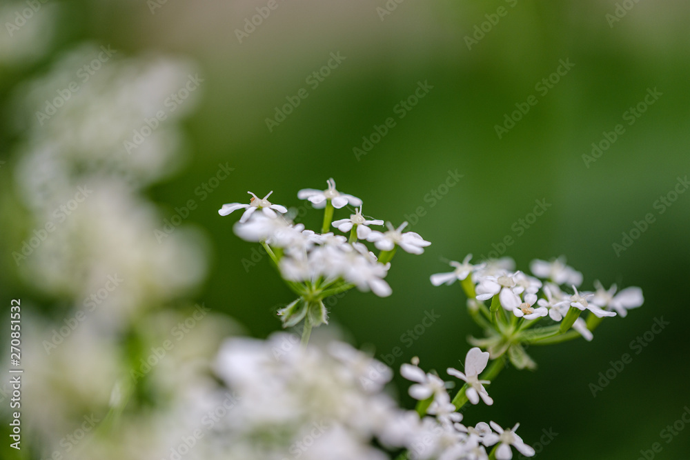 composition of small white flowers and fern leaf on green blur background composition of small white flowers and fern leaf on green blur background