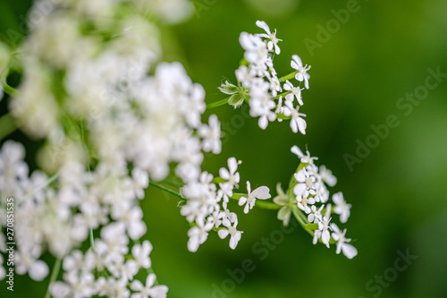 composition of small white flowers and fern leaf on green blur background