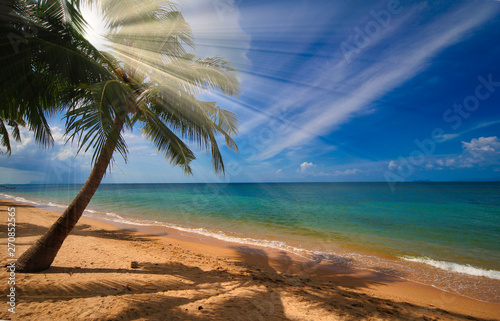 Palms at Mae Nam Beach, Ko Samui, Thailand photo