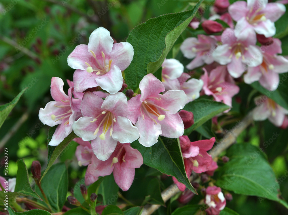 Weigela blooms in the garden Weigela blooms in the garden
