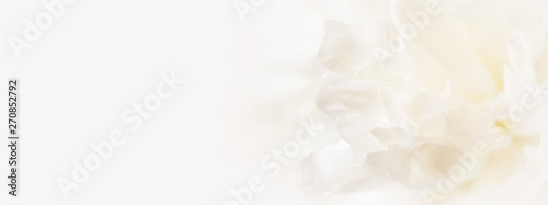 Closeup view of white peony flower. Soft pastel wedding background. Banner for website.