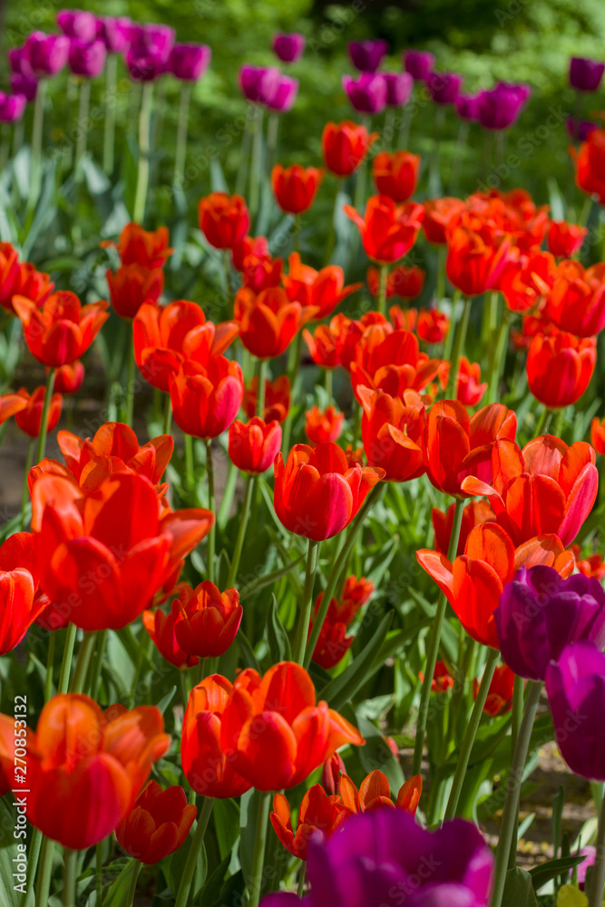 glade with large bright multicolored tulips lit by the sun.