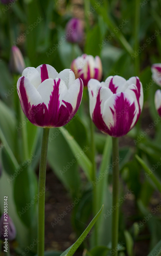 Fototapeta premium large maroon tulips with white stripes close up