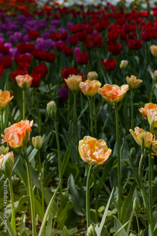 a large glade dotted with multicolored tulips lit by the bright sun. a large glade dotted with multicolored tulips lit by the bright sun.