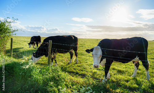 Photography Cows on the field with blue and green background