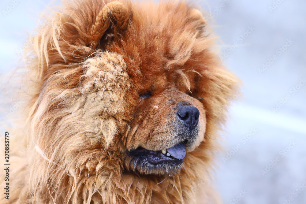 Fototapeta premium A dog that looks like a lion ....