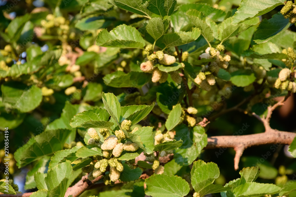 Fruits of white mulberry on the branches. Ripe Fruits of white mulberry on the branches. Ripe