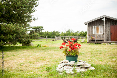 Green flower pot with red flowers in front of an old cabin photo