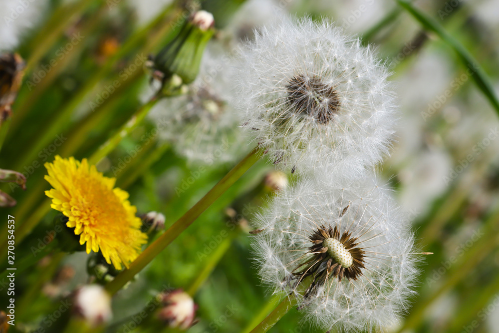 Spring flowers, dandelion inflorescences with parachute seeds. small depth of field, blurriness of the background, Spring flowers, dandelion inflorescences with parachute seeds. small depth of field, blurriness of the background,