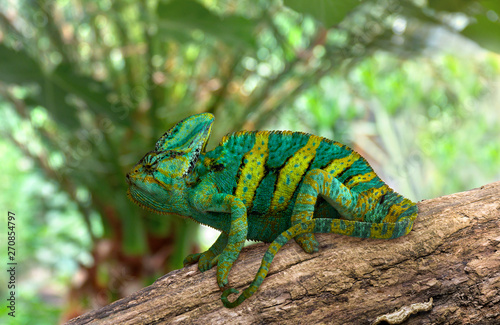 Chameleon ( chamaeleon ) green yellow color on rough branch in sun light