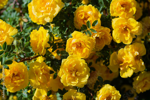 Yellow rosehip Bush in bloom on a sunny day