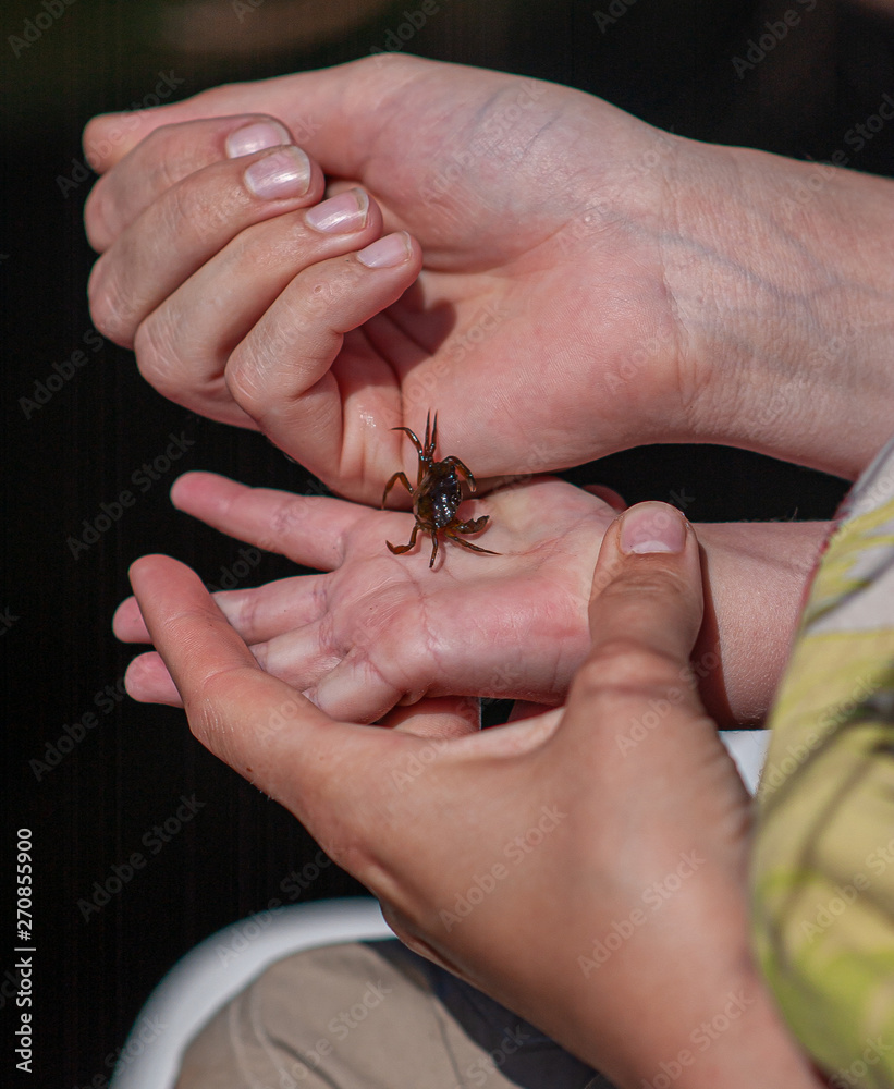 A small beach crab crawling from the hand of an adult to a childs hand.
