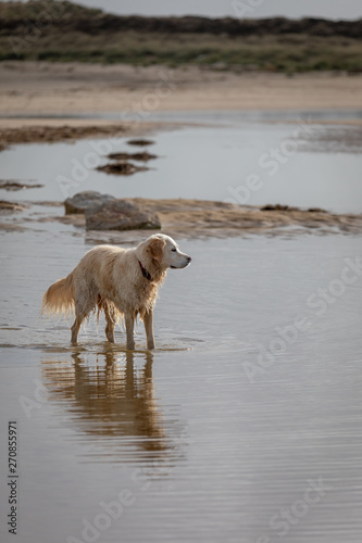 Happy golden retriever dog playing in puddle at beach