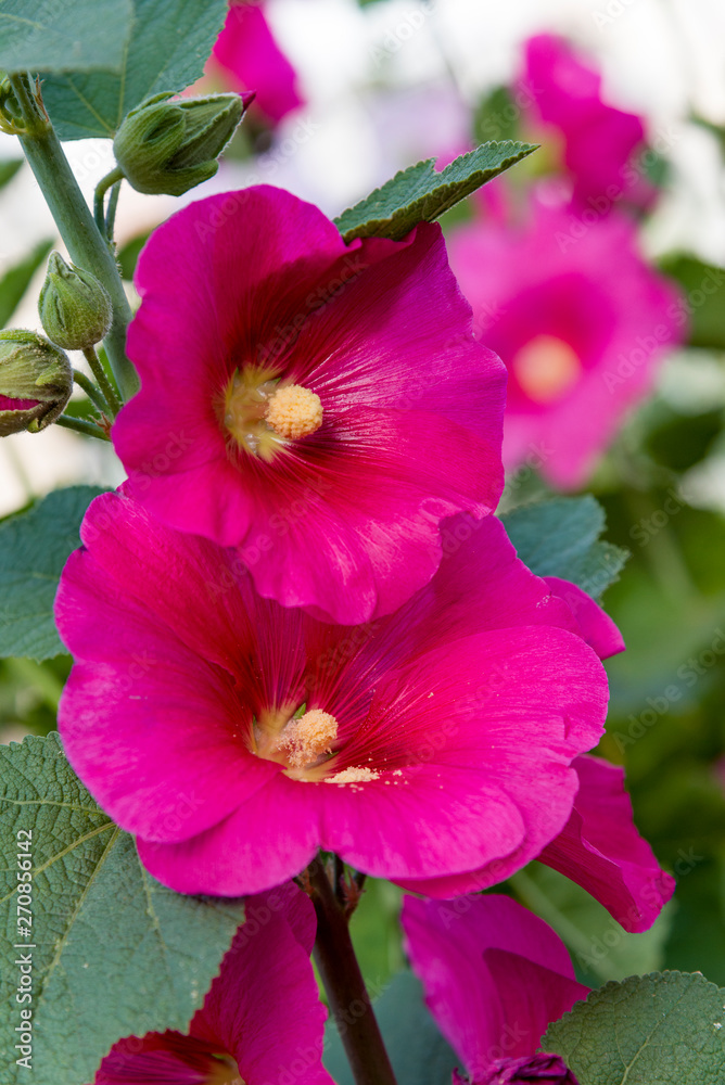 Bright pink hollyhock flower in garden. Mallow flowers. Shallow depth of field. Selective focus. Bright pink hollyhock flower in garden. Mallow flowers. Shallow depth of field. Selective focus.