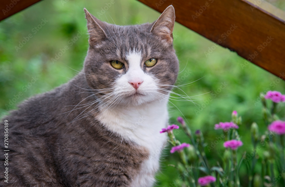 Closeup portrait of a cat in the garden