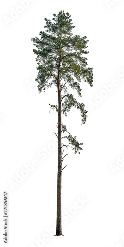 Pine Tree isolated on white