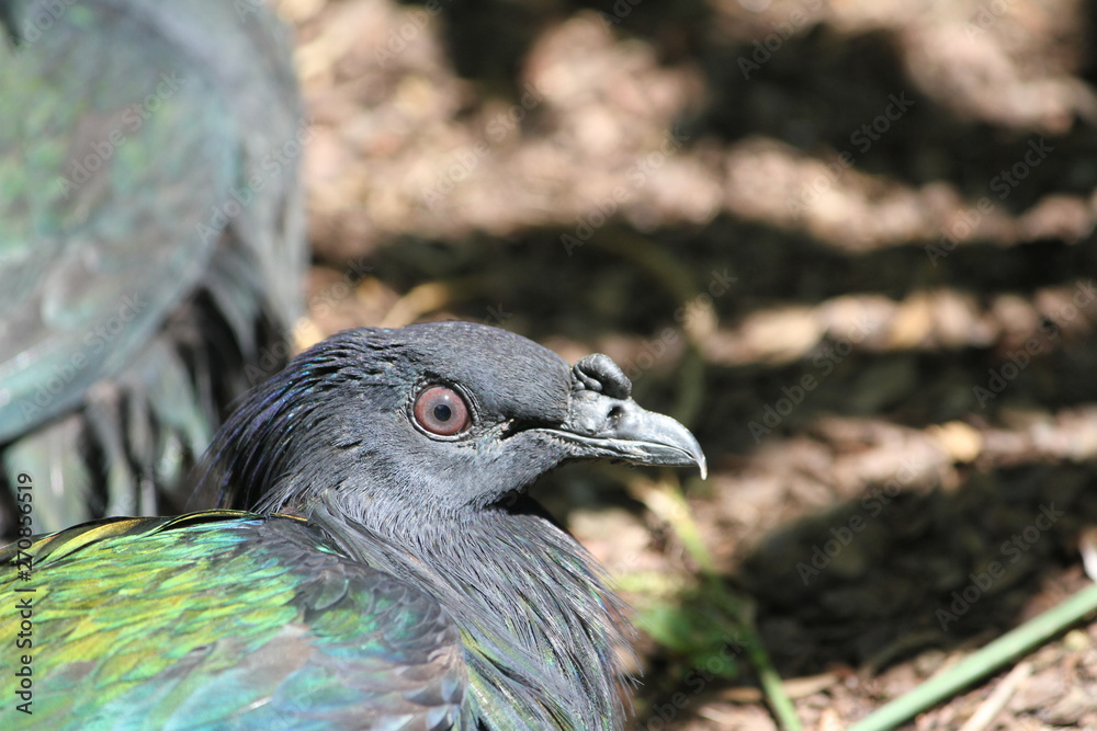 Naklejka premium Nicobar pigeon (scientific name: Caloenas nicobarica)