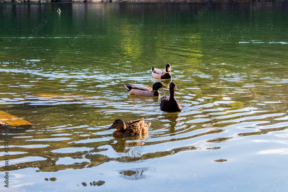duck swimming in a shallow lake with a wooded background and during sunset