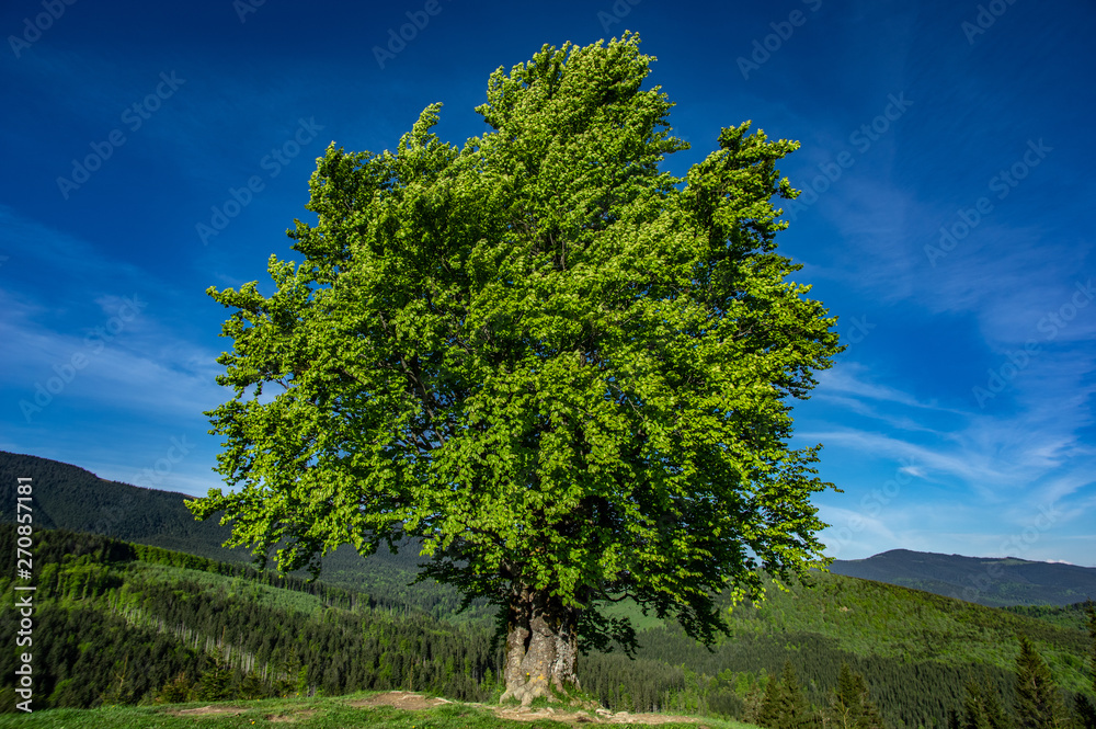 Fototapeta premium Old beech on the background of mountains