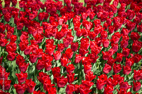 Background image of red spring tulips in garde © Michal Ludwiczak