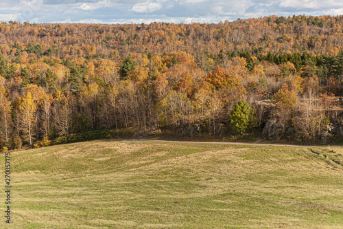 Green field in front of an autumn forest.