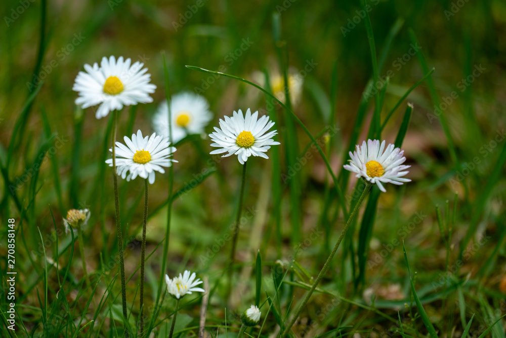 Macro close up of liitle white daisies in grass Macro close up of liitle white daisies in grass