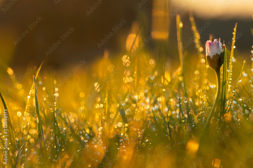 Obraz premium Flower bud with water drop on sunrise