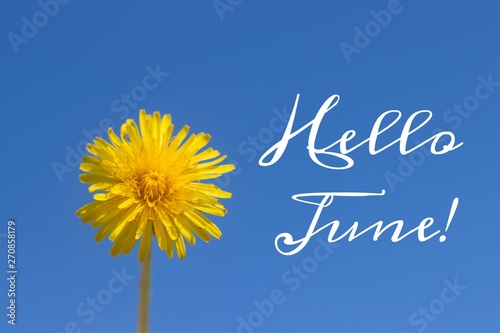 Banner hello june. New season . Welcome card Photo with a flower. Yellow flower. Yellow dandelion against the blue sky. Blue sky.