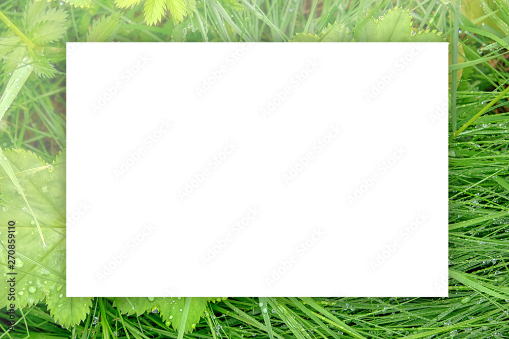 wet green grass background with white copy space top down macro closeup view of nature spring field with plants and water drops natural color photo horizontal design template wallpaper