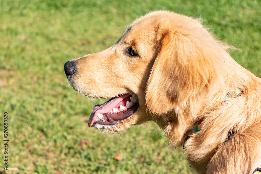 Young dog's head on a sunny day