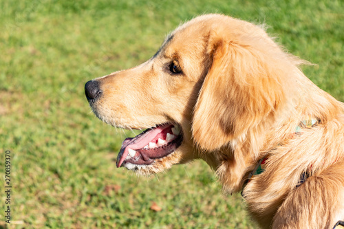 Young dog's head on a sunny day © Alfonso