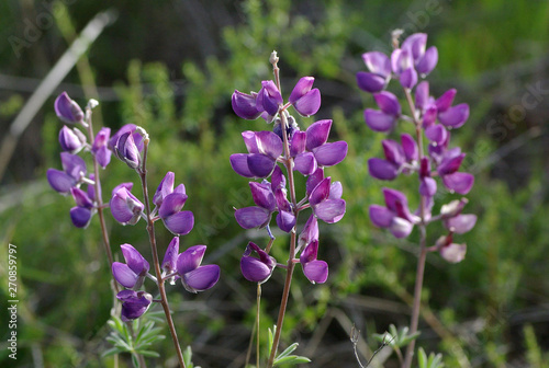 Purple Lupine Wildflowers Bloomimg on Green Background