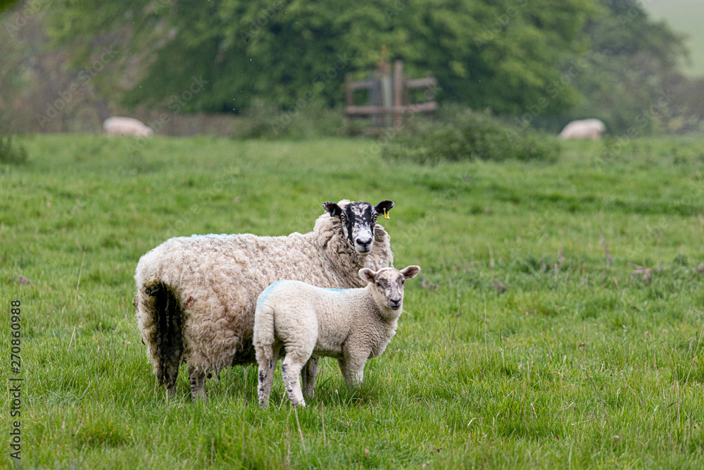 Obraz premium sheep in the part surrounded by trees