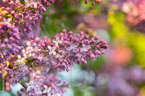 Colorful lilac in the garden