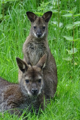 Mother wallaby sitting with baby