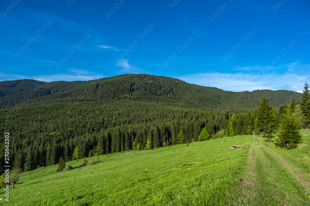 Forest path in the mountains