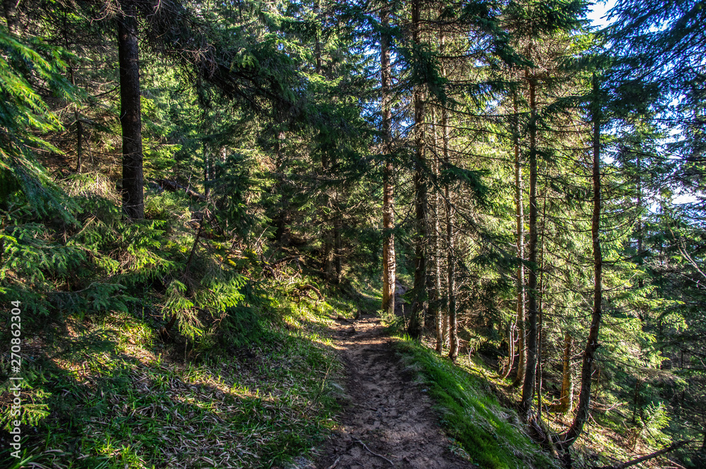 Obraz premium Forest path in the mountains