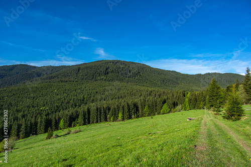 Obraz na płótnie Forest path in the mountains w salonie