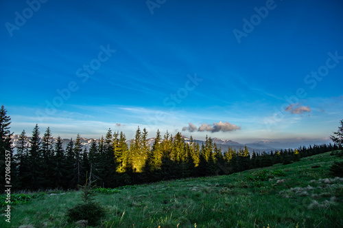 Morning coniferous forest in the mountains