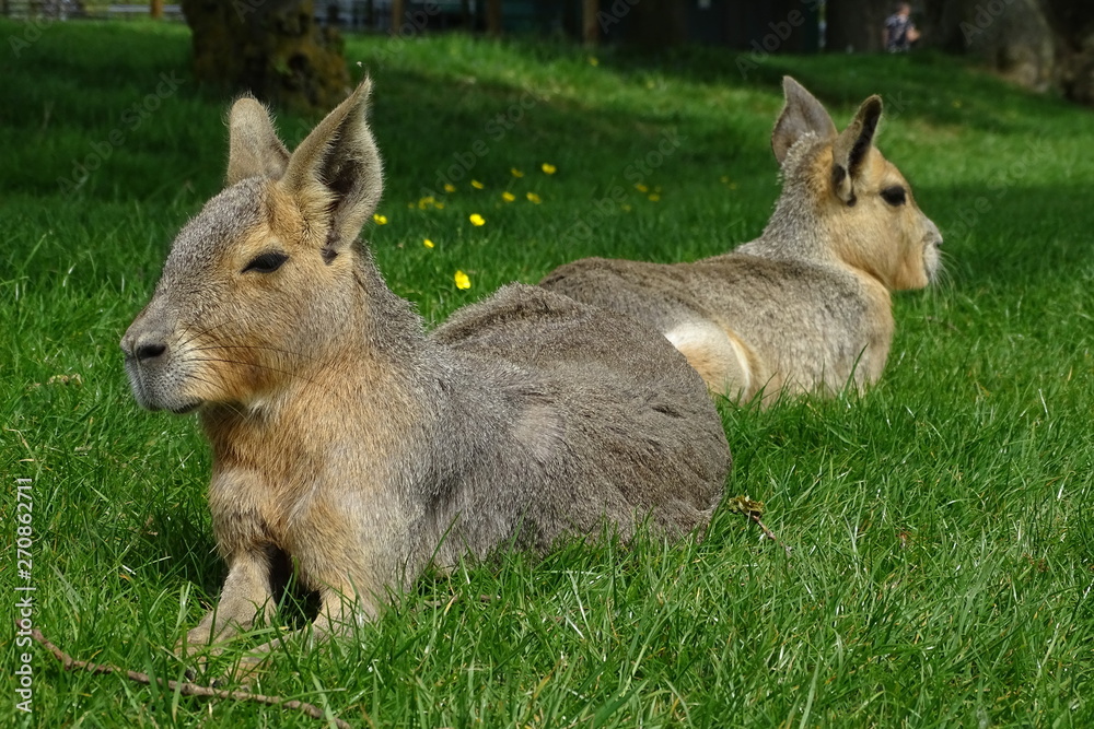 Obraz premium Patagonian mara at the zoo