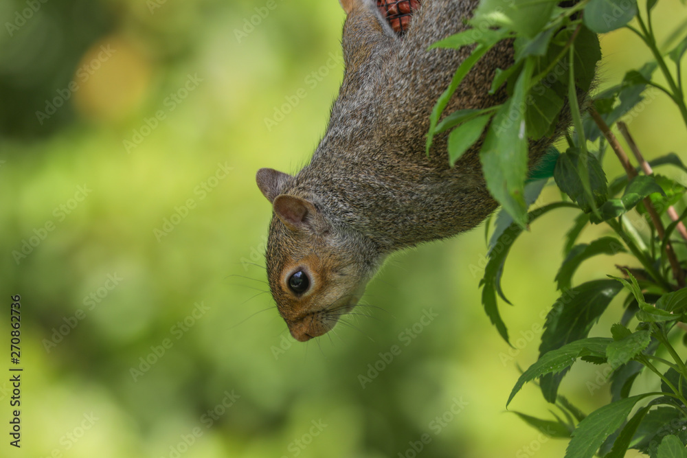Grey Squirrel Grey Squirrel