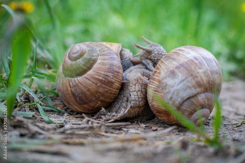 Two snails on the ground among the grass interact with each other. Animal world of nature Two snails on the ground among the grass interact with each other. Animal world of nature