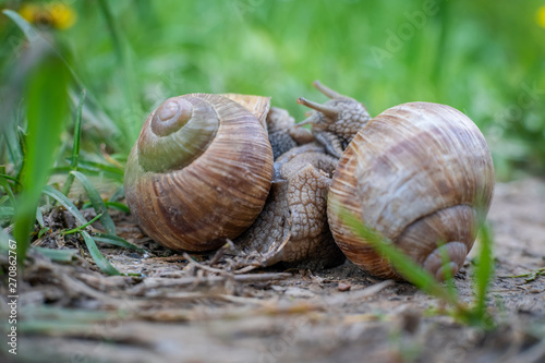 Two snails on the ground among the grass interact with each other. Animal world of nature